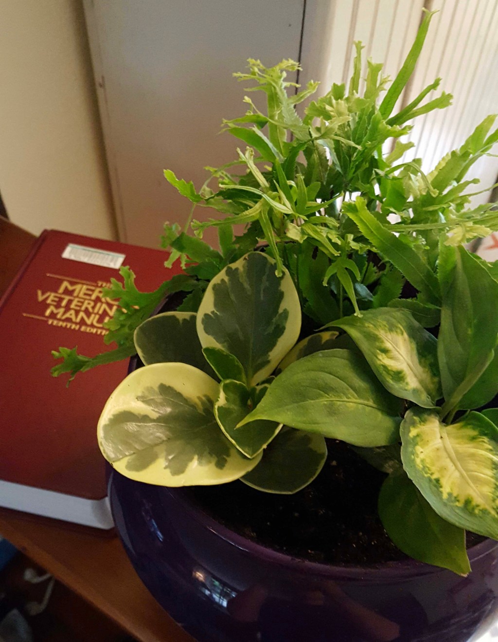 Importance of Interpersonal Communication in Veterinary&nbsp;Hospitals